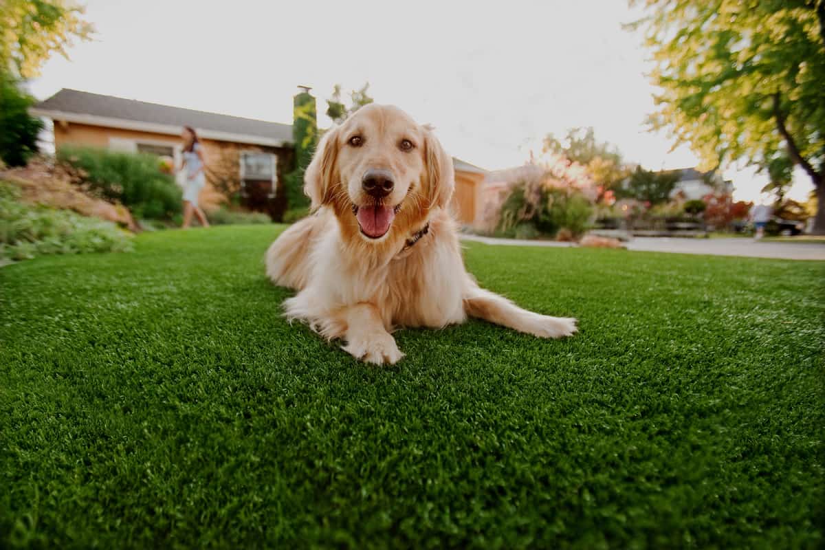 Odor Control for Pet Turf in Frisco, TX